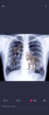 worlddog6's profile picture. Wof wof