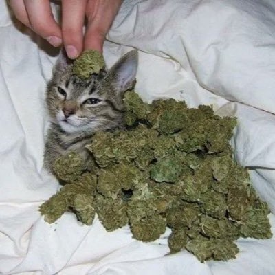 BikealCera's profile picture. one day I will buy a journal