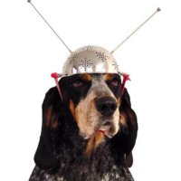 Just an American (@anamerican7rh) 's Twitter Profile