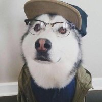 Teh_Husky(@Teh_Husky) 's Twitter Profile Photo