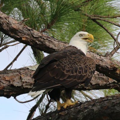 229_dude's profile picture. 💯🇺🇸MAGA 🇺🇸 Bitcoin = Freedom 🇺🇸