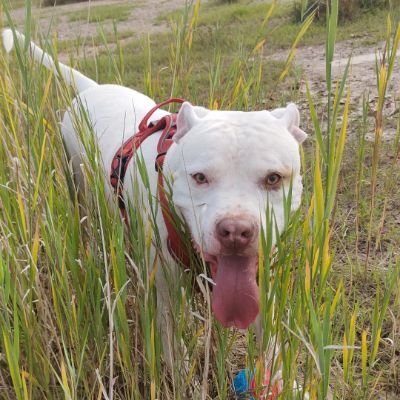 Staff x American bulldog 20.6.2020 + peppa my little ladie #ZSHQ 🧟♂️🐾