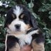 Bernese Mountain Dog Club of Ireland (@bmdclubireland) Twitter profile photo Bernese Mountain Dog Club of Ireland (@bmdclubireland) Twitter profile photo