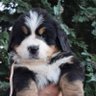 BMDClubIreland's profile picture. The Bernese Mountain Dog Club of Ireland. IKC Affiliate