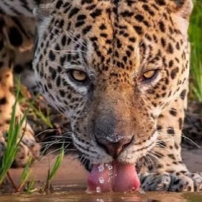 Faço parte da imensa maioria que aprova e irá reeleger Bolsonaro!