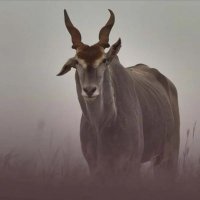 Mwendamberi🦌 (@papi_kairo) 's Twitter Profile