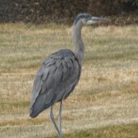 Ryan Covey (@ryancovey) 's Twitter Profile