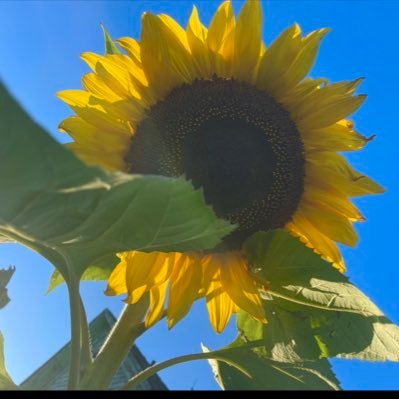 heddijones's profile picture. 🇨🇦