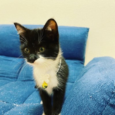 2022.10.24知り合いの家の庭で震えていた所を保護し家族の一員になりました🐈⬛食べるの大好きな女の子です🐈⬛2023.9.23動物病院で保護されていた子猫を家族に迎えました🐈⬛遊ぶの大好きな女の子です🐈⬛ハチワレシスターズ🐈⬛無言フォロー大歓迎✨✨