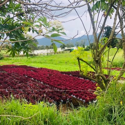 RicardoPazV's profile picture. Maracaibo. Gonzaga70, Psicólogo UCAB79, MSc Cornell85, Desarrollo Humano y Organizacional.