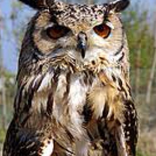 RiceRally's profile picture. 