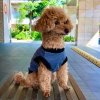 トイプードル きっく (@kick_poodle_) Twitter profile photo