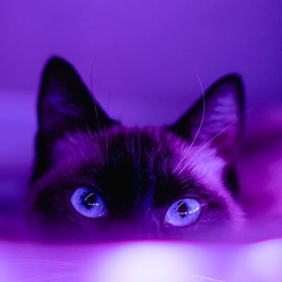 phro_nia's profile picture. Waahhh did he saaay?