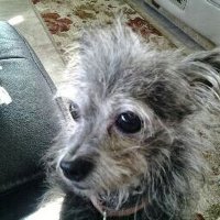 Alyce Peters (@alycepeters) 's Twitter Profile