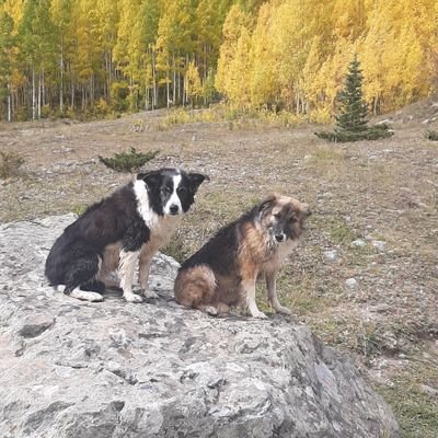 Native of San Juan Mtns
Southwest Colorado. America Loving...Flag Waving...Gun Owning
Patriot!! My border collies are smarter than most Democrats!!