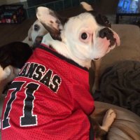 Zeus the Frenchie (@zeusthefrenchie) 's Twitter Profile