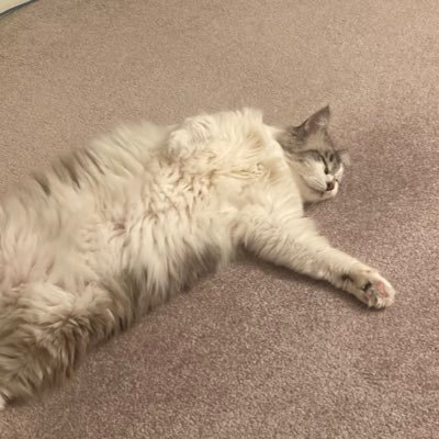 gloomytesla's profile picture. Just a cat that loves all things Tesla