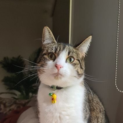Ooo hello🐾I'm Mr George 🧡
I'm a 3 year young rescue tabby 🐈
I love to eat, sleep and play 😺
I have a big sister Princess👑🐈 and a big brother Mr Floyd 🐕