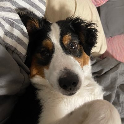 Blooseph's profile picture. love common sense, gambling, animals, and America