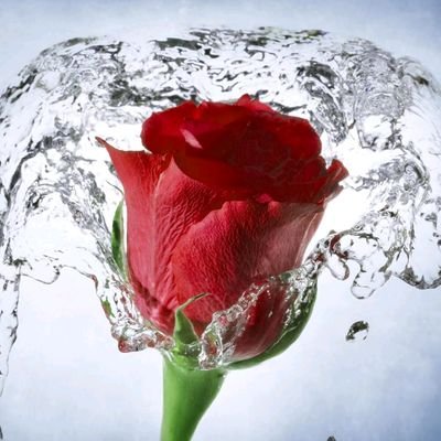 SayedNaeemSha12's profile picture. 