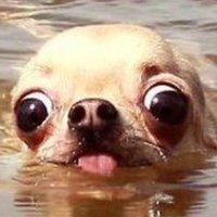 Fallen Wolfie (@somniphobicw) 's Twitter Profile