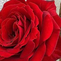 Sinar Cahaya (@sinarca03094401) 's Twitter Profile Photo Sinar Cahaya (@sinarca03094401) 's Twitter Profile Photo