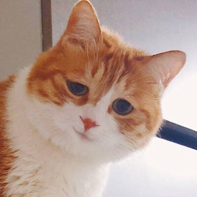 wenjing1994's profile picture. I like to bask in the Sun with my cat。
