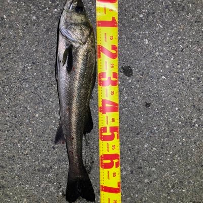 博多湾シーバスをメインにやってます!エギング、ショアジギ、ショアプラ、もやってます!!佐賀、長崎、出没してます。