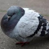 Pigeon God (@pigeongod39) 's Twitter Profile Photo Pigeon God (@pigeongod39) 's Twitter Profile Photo