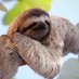 sacrilegious_sloth (@slothsacrilege) Twitter profile photo sacrilegious_sloth (@slothsacrilege) Twitter profile photo