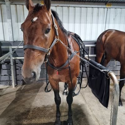Harness Racing Owner of Exasperation, Prioritise, Destrier etc.