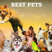 Best For Pets(@amoud50) 's Twitter Profile Photo