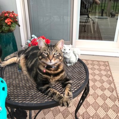 SparkysMom99's profile picture. 