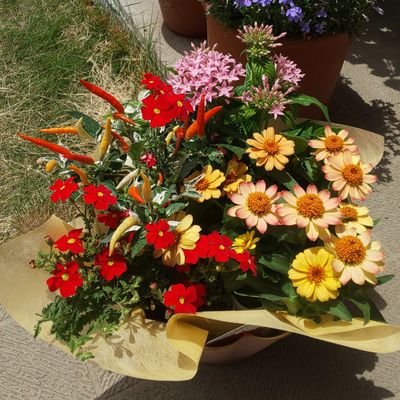 nao_ytr4335g2's profile picture. 合唱と吹奏楽とピアノとギターとカリンバ、バラ・編み物・手芸・料理が好き🎵合唱と🎺トランペットその他アンサンブル（仮称)SWK-B所属