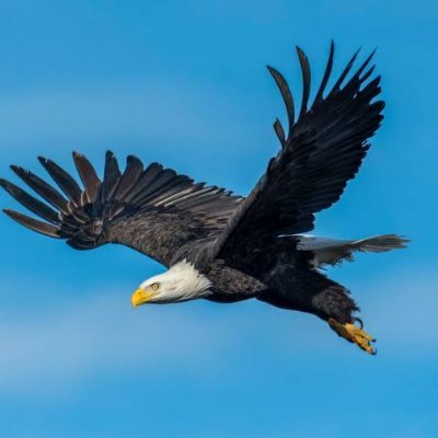 thepikopiko's profile picture. 