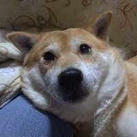 シバキャン (@mitiko1102) 's Twitter Profile