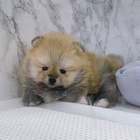 レオ🌈₂⁴¹₆ | ずま君の「初音ミクの消失」カバー用に描いた