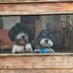 Catharine Mathews and Archie and Beau (@cathmath27) Twitter profile photo Catharine Mathews and Archie and Beau (@cathmath27) Twitter profile photo
