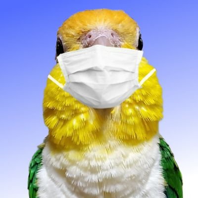 毎日お鳥様に遊んでもらってるバ飼い主です。
可愛い鳥様写真で鳥グッズ制作してますので宜しくお願いします。(ビジネス系勧誘のフォロー&DMはお断りします)

SUZURI始めました。
https://suzuri.jpAsuparainko