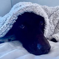 Suzanne (@suezq1102) 's Twitter Profile