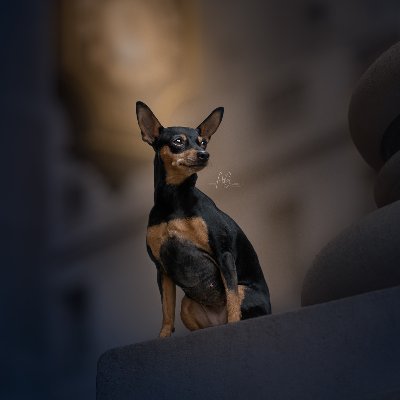 Dog Photographer / London / Events & Lifestyle / Urban & Rural