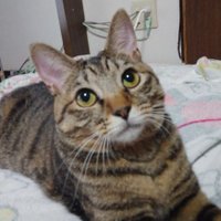 マル (@jetmsmbgougzuen) 's Twitter Profile Photo マル (@jetmsmbgougzuen) 's Twitter Profile Photo