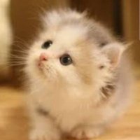 ☘️* sa〜san 🐾 (@sasan35341292) 's Twitter Profile Photo ☘️* sa〜san 🐾 (@sasan35341292) 's Twitter Profile Photo