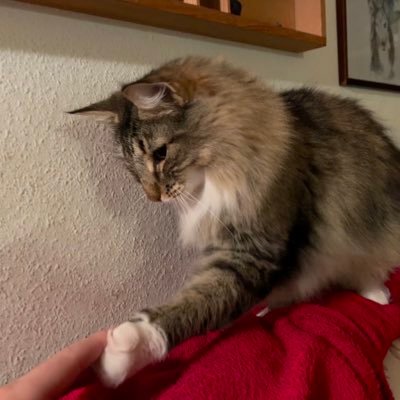 Fabian_CH's profile picture. 