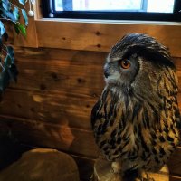 きよたち@ちょく (@a9vcpciehrgxy2g) 's Twitter Profile Photo