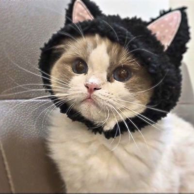 Missis UwU 💫さんのプロフィール画像