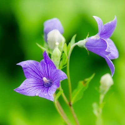 kikyo4789's profile picture. 