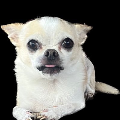 GuevaraMarae's profile picture. I’m in love with freedom and I reject anything else.