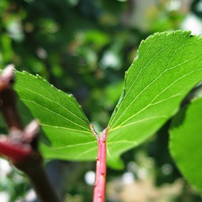 adnane009's profile picture. 