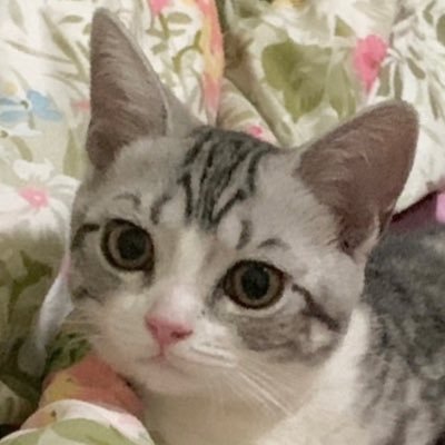 Cccamilleさんのプロフィール画像